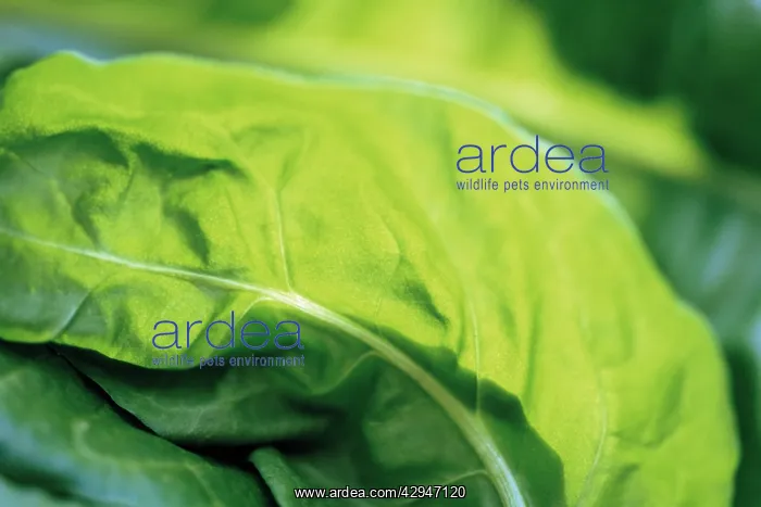 : Spinach, Spinacea oleracea : Spinach, Spinacea oleracea
