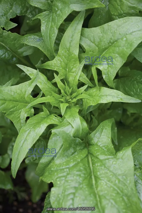 : Spinach, Spinacea oleracea : Spinach, Spinacea oleracea