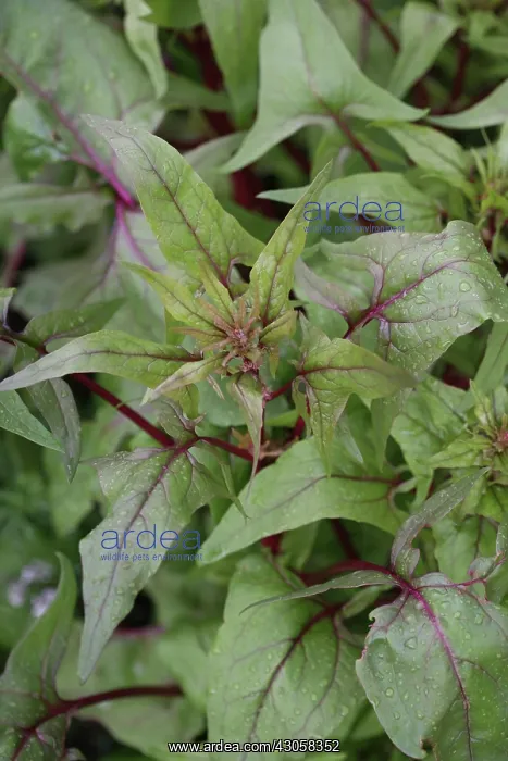 : Spinach, Spinacea oleracea : Spinach, Spinacea oleracea