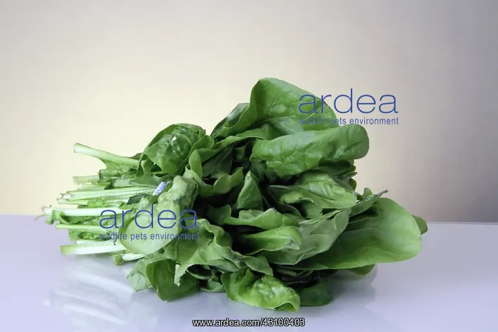 : Spinach : Spinach