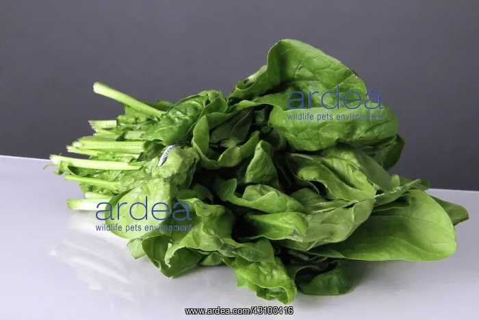 : Spinach : Spinach
