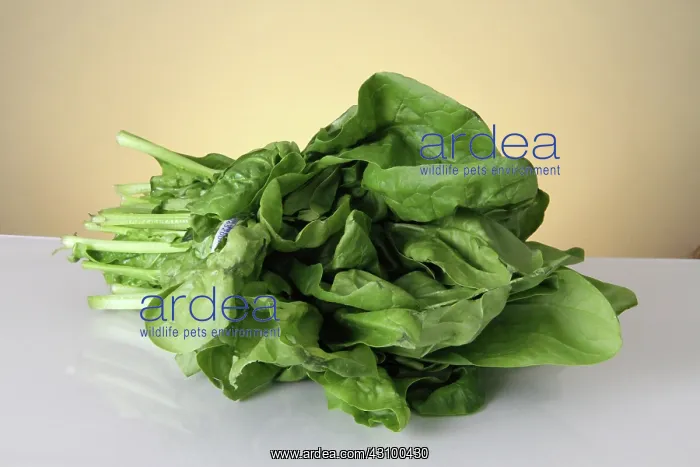 : Spinach : Spinach