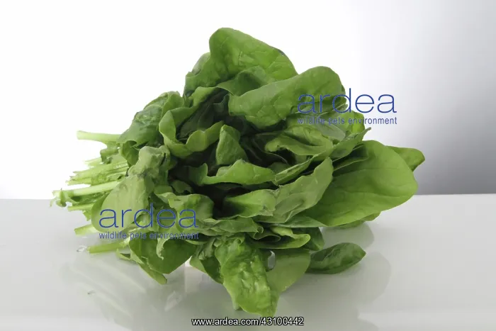 : Spinach : Spinach