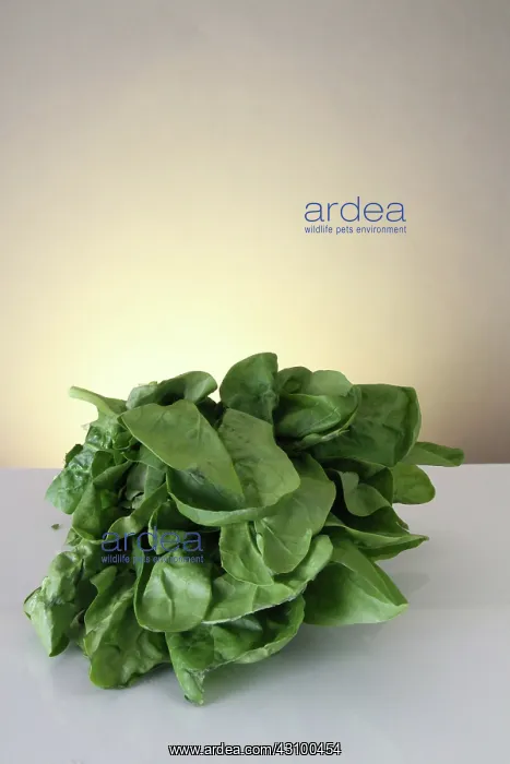 : Spinach : Spinach
