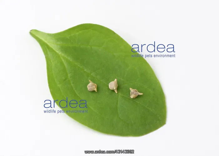 : Spinach, Spinacia oleracea, seeds and leaf : Spinach, Spinacia oleracea, seeds and leaf