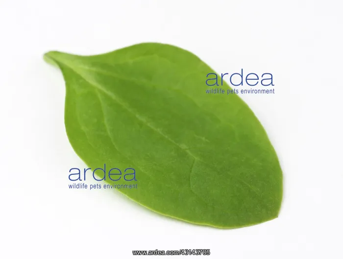 : Spinach, Spinacia oleracea, leaf : Spinach, Spinacia oleracea, leaf