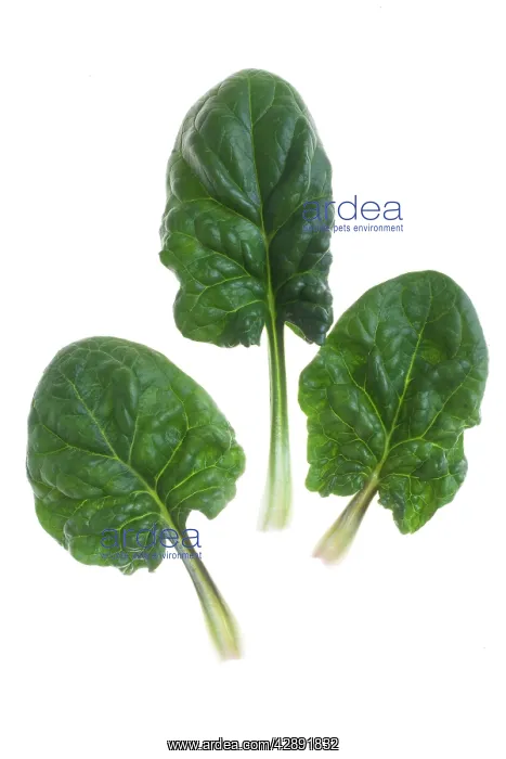  : Spinach - leaves - studio shot