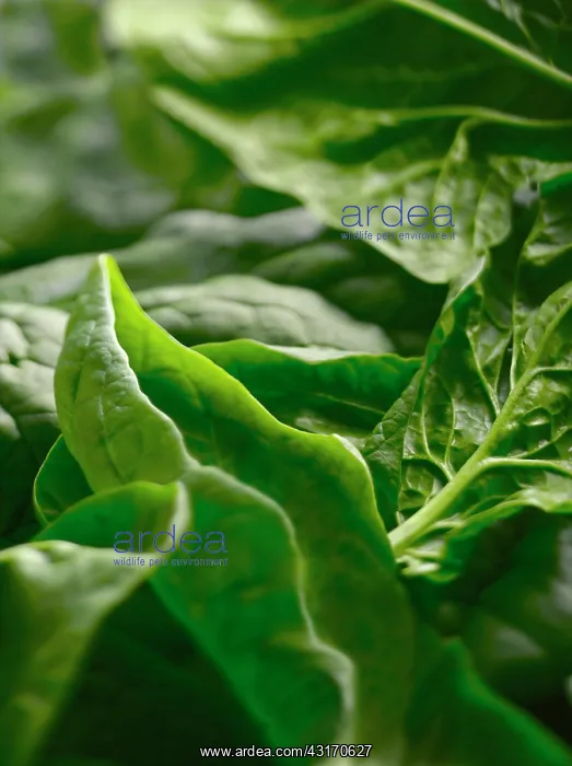 : Spinach, Spinacea oleracea, Several leaves laid : Spinach, Spinacea oleracea, Several leaves laid