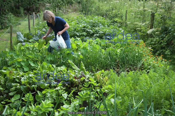 : Spinach, Spinacea oleracea, Woman collecting leaves : Spinach, Spinacea oleracea, Woman collecting leaves