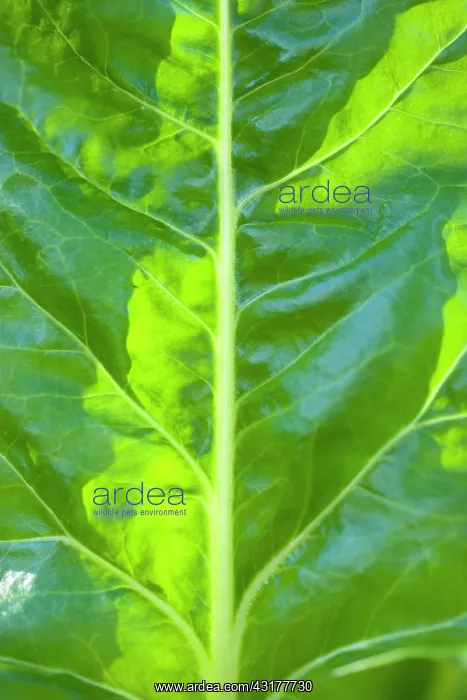  : Spinach, Spinacia oleracea, Close-up detail of a