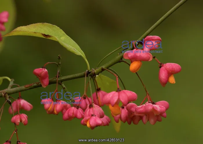: Spindle in autumn: berries with arils : Spindle in autumn: berries with arils