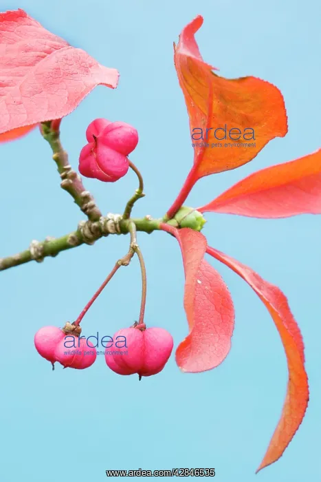 : Spindle - autumn leaves : Spindle - autumn leaves