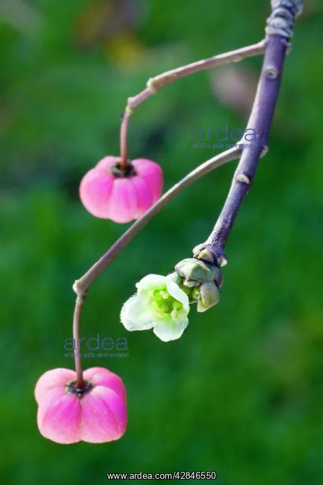 : Spindle - bud and flowers : Spindle - bud and flowers