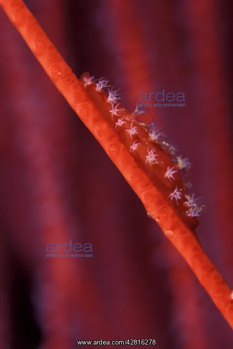 : Spindle Cowrie, Aclyvolva sp. on red sea whips, Ellisella sp : Spindle Cowrie, Aclyvolva sp. on red sea whips, Ellisella sp