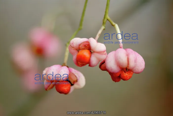 : Spindle - In early autumn the fruits split to reveal : Spindle - In early autumn the fruits split to reveal