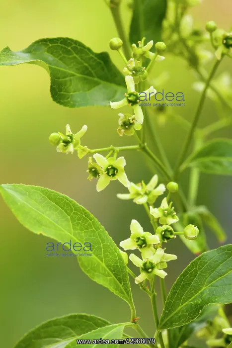 : Spindle - in flower - Hedgerow : Spindle - in flower - Hedgerow