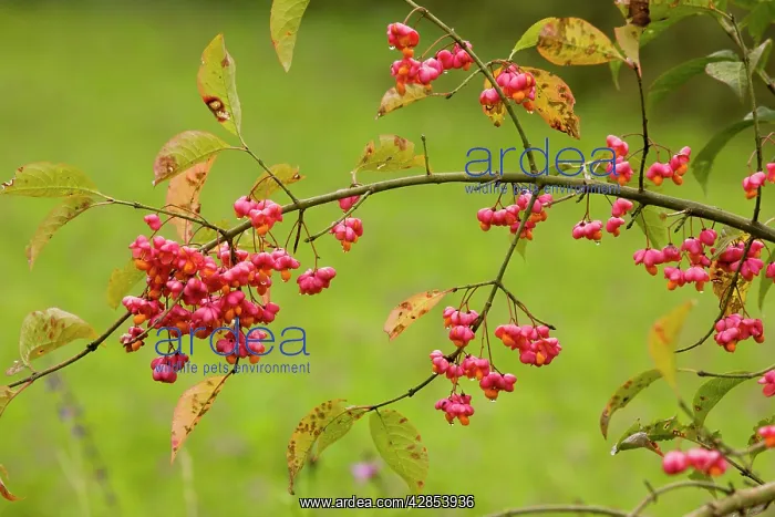 : Spindle - in fruit - autumn : Spindle - in fruit - autumn