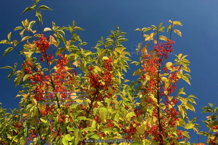 : Spindle in fruit, autumn : Spindle in fruit, autumn