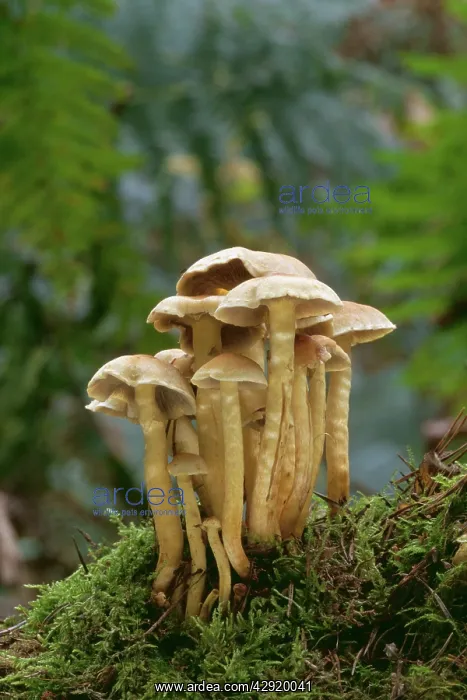 : Spindle Shank FUNGI : Spindle Shank FUNGI