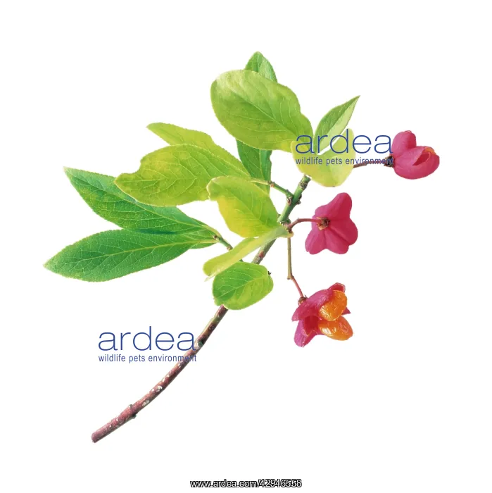 : Spindle Tree : Spindle Tree