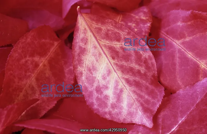 : Spindle Tree : Spindle Tree