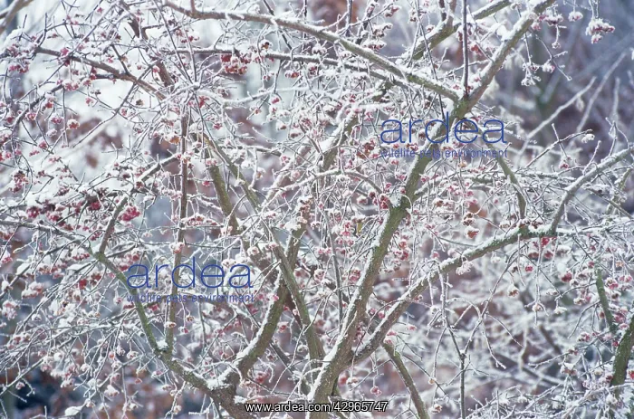 : Spindle Tree : Spindle Tree