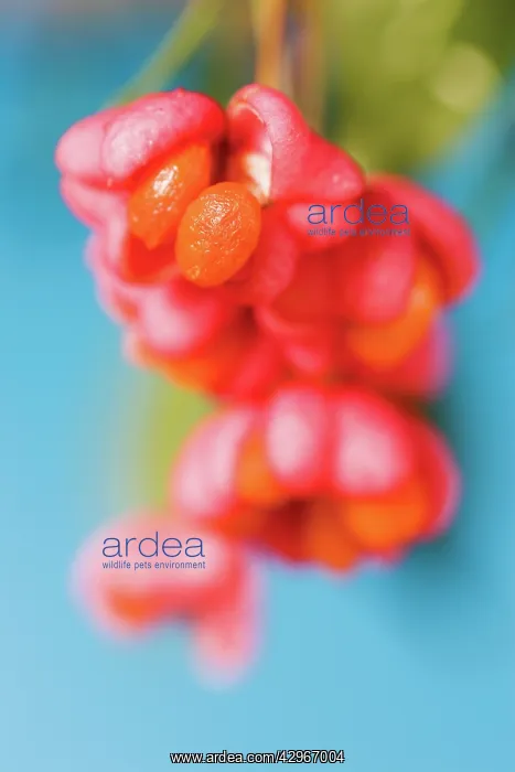 : Spindle Tree : Spindle Tree