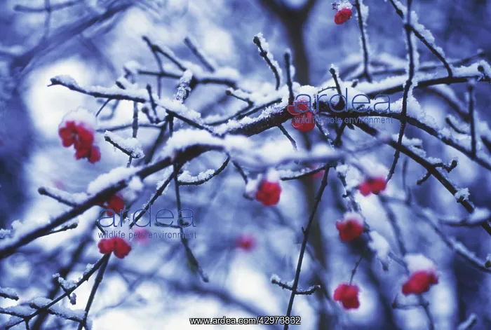 : Spindle Tree : Spindle Tree