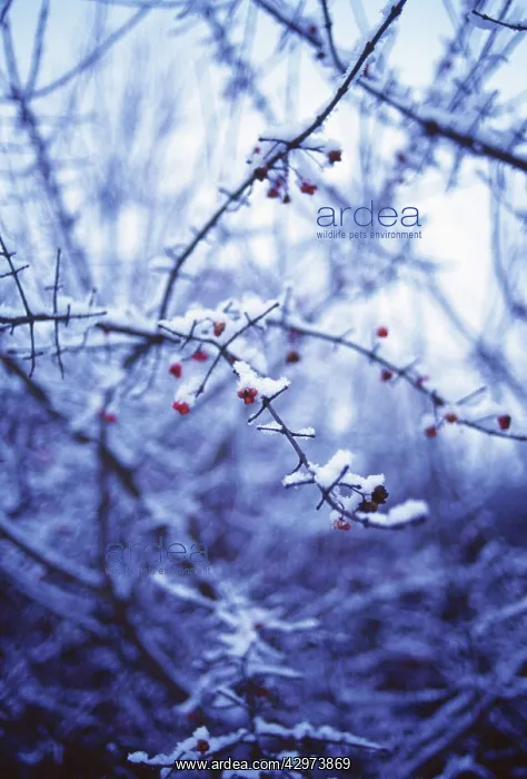 : Spindle Tree : Spindle Tree