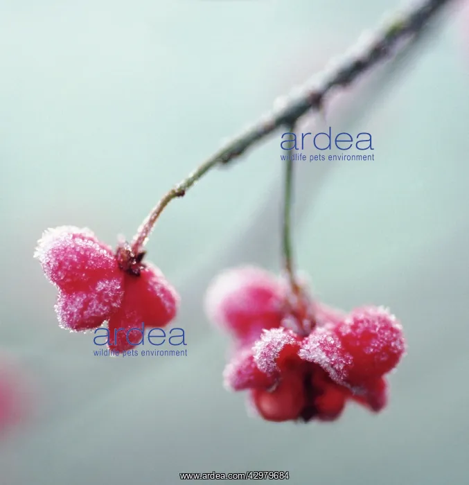 : Spindle Tree : Spindle Tree
