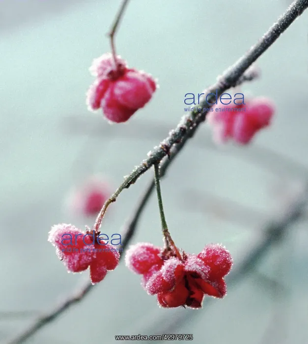 : Spindle Tree : Spindle Tree