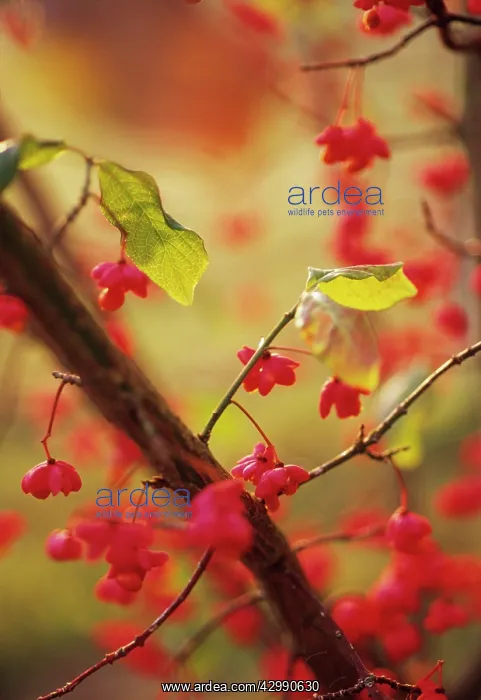: Spindle Tree : Spindle Tree