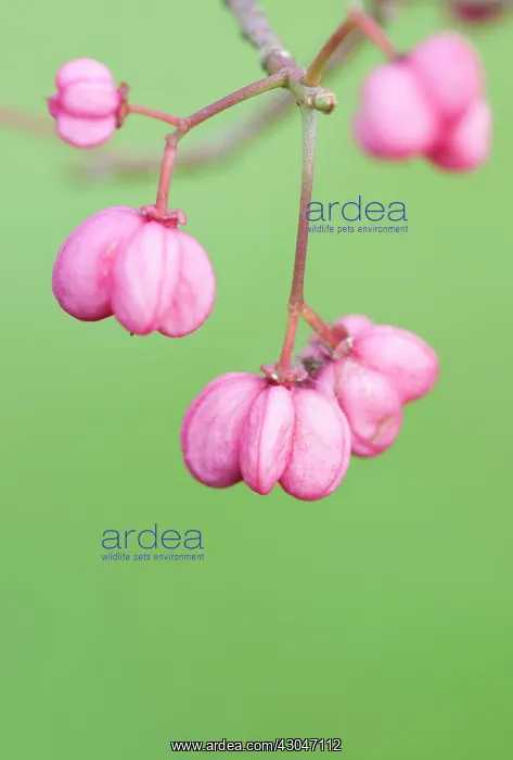 : Spindle Tree : Spindle Tree