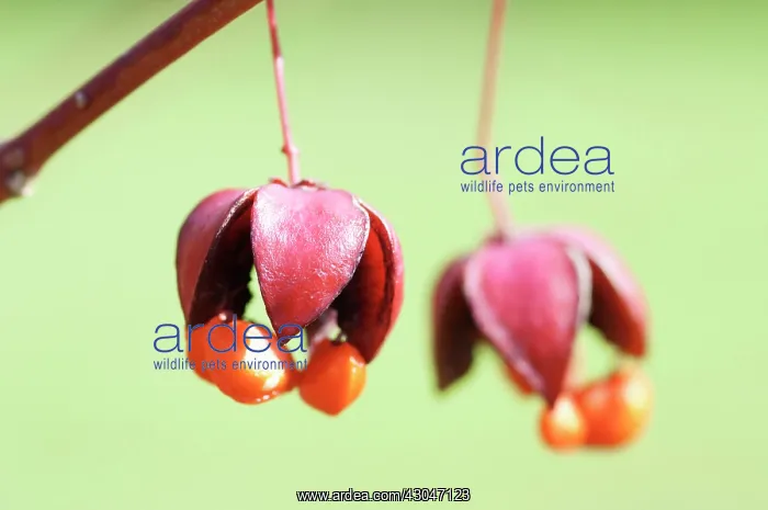 : Spindle Tree : Spindle Tree