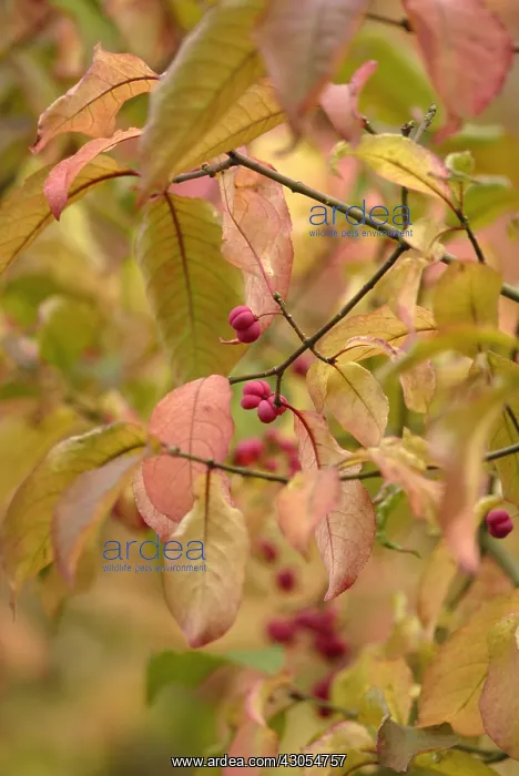 : Spindle Tree : Spindle Tree