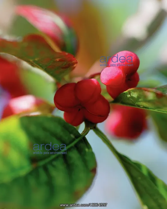 : Spindle Tree : Spindle Tree