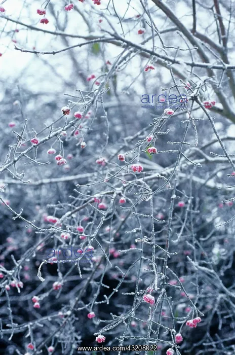 : Spindle Tree : Spindle Tree