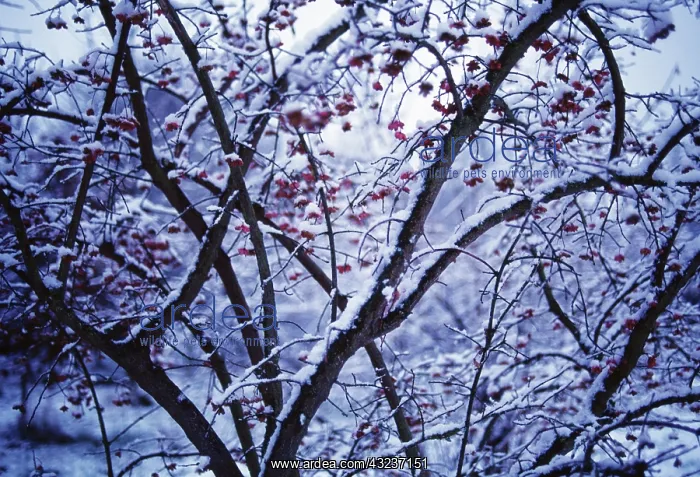 : Spindle Tree : Spindle Tree
