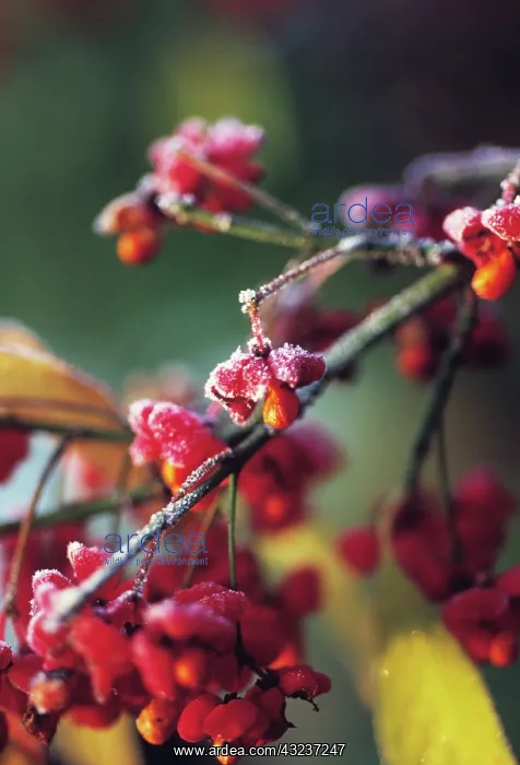  : Spindle Tree