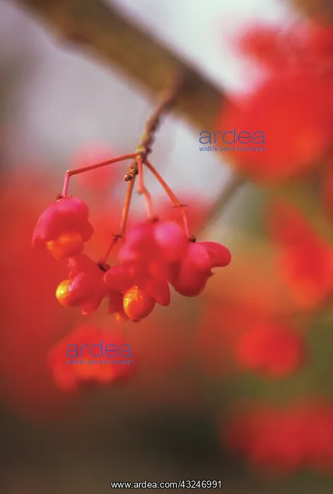 : Spindle Tree : Spindle Tree