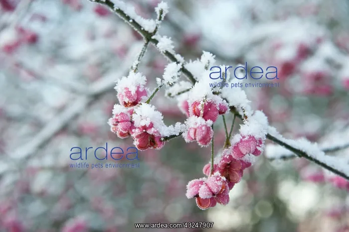: Spindle Tree : Spindle Tree