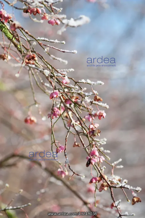 : Spindle Tree : Spindle Tree