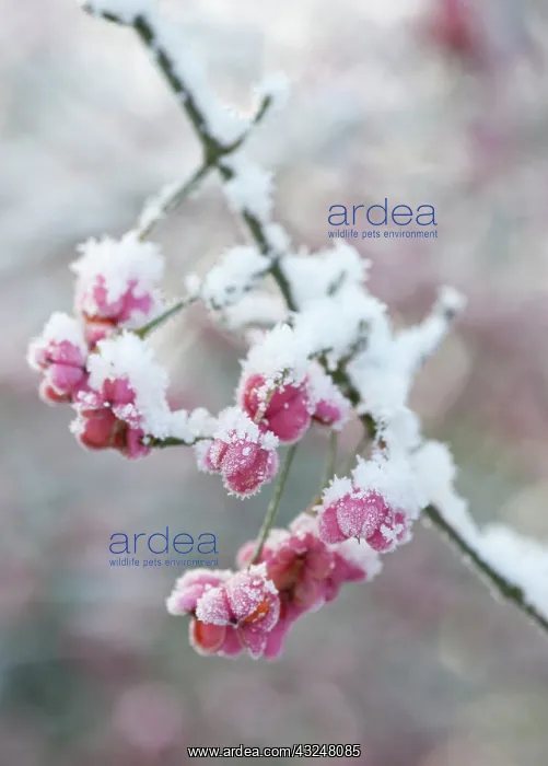 : Spindle Tree : Spindle Tree