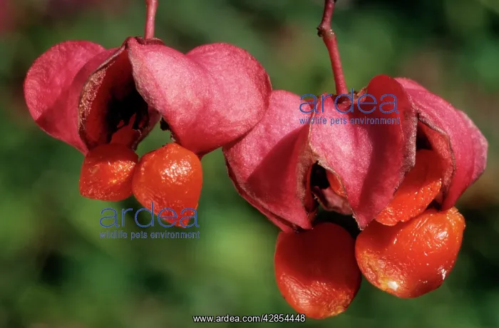 : Spindle Tree - berries : Spindle Tree - berries