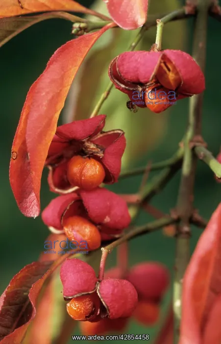 : Spindle tree berries : Spindle tree berries