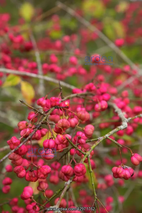 : Spindle Tree Berries - autumn : Spindle Tree Berries - autumn