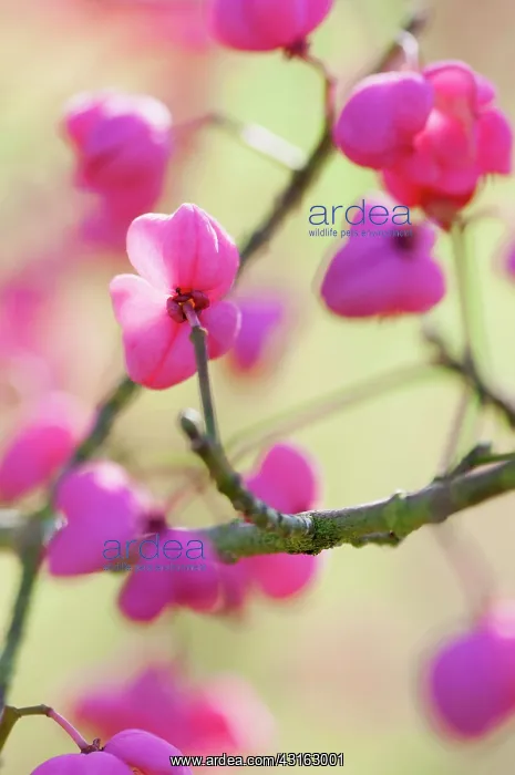 : Spindle Tree, Euonymus hamiltonianus Pink delight : Spindle Tree, Euonymus hamiltonianus Pink delight