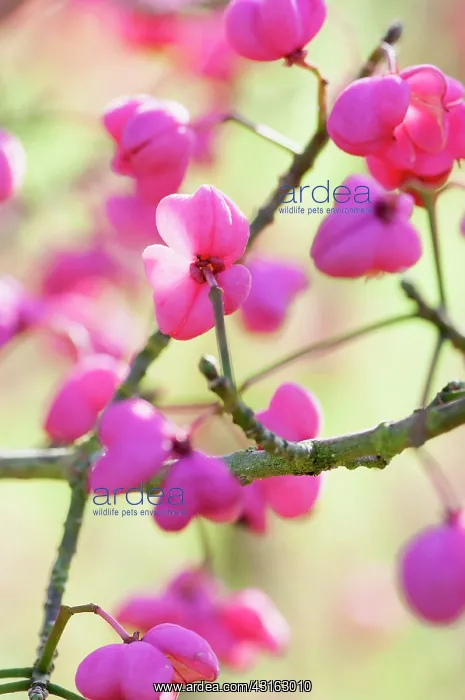 : Spindle Tree, Euonymus hamiltonianus Pink delight : Spindle Tree, Euonymus hamiltonianus Pink delight