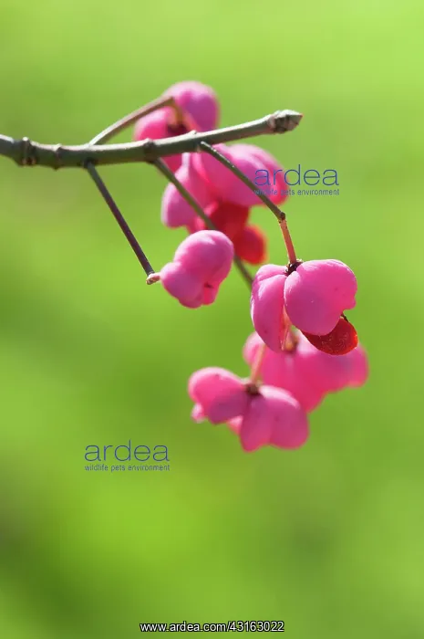 : Spindle Tree, Euonymus hamiltonianus Pink delight : Spindle Tree, Euonymus hamiltonianus Pink delight