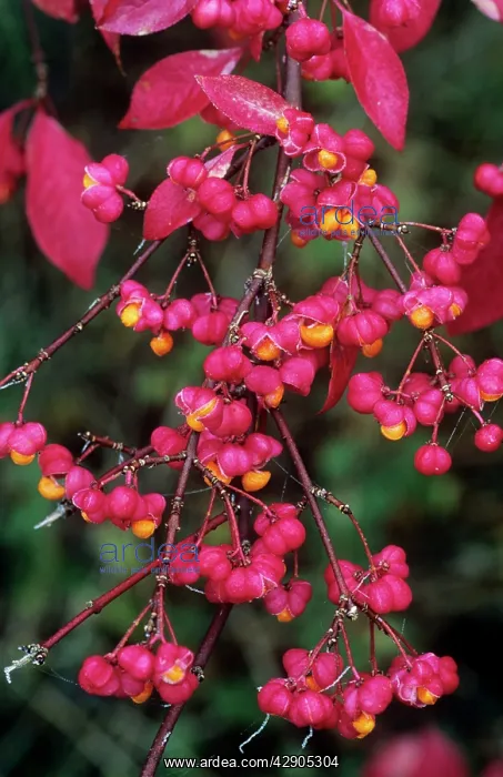 : SPINDLE TREE - Ripened berries in autumn : SPINDLE TREE - Ripened berries in autumn